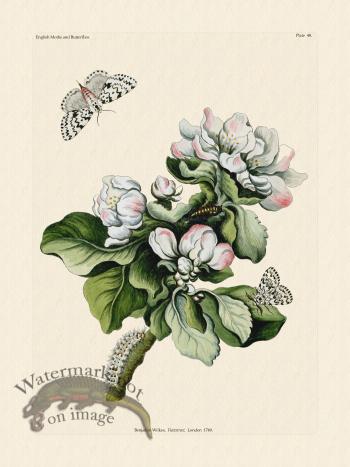 Wilkes Butterflies 048